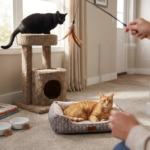 How to Introduce New Cat to Household