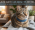 Do Cats Get Cataracts With Age?