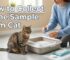 get to know how to collect urine sample cat by easy vet-approved techniques