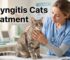 causes and symptoms of laryngitis cats treatments